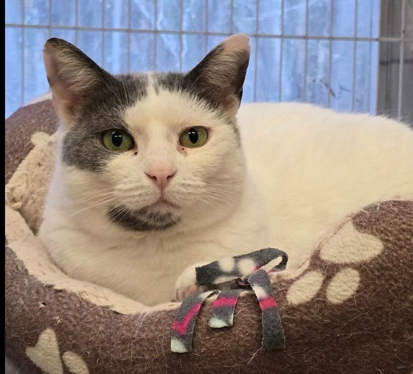 Enlarge LASSANA, a Adoptable mixed breed in Muskegon, MI image 5/6