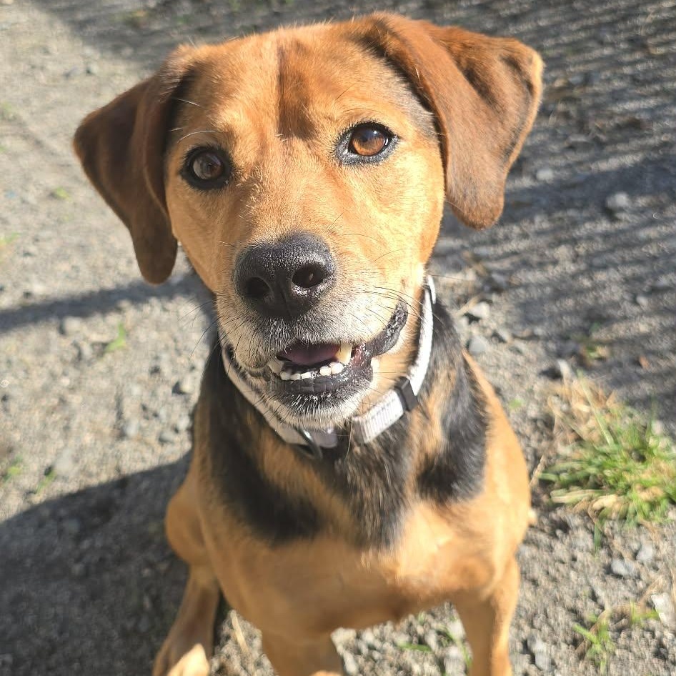 Remi, adoptable, Adult Male Mountain Cur.