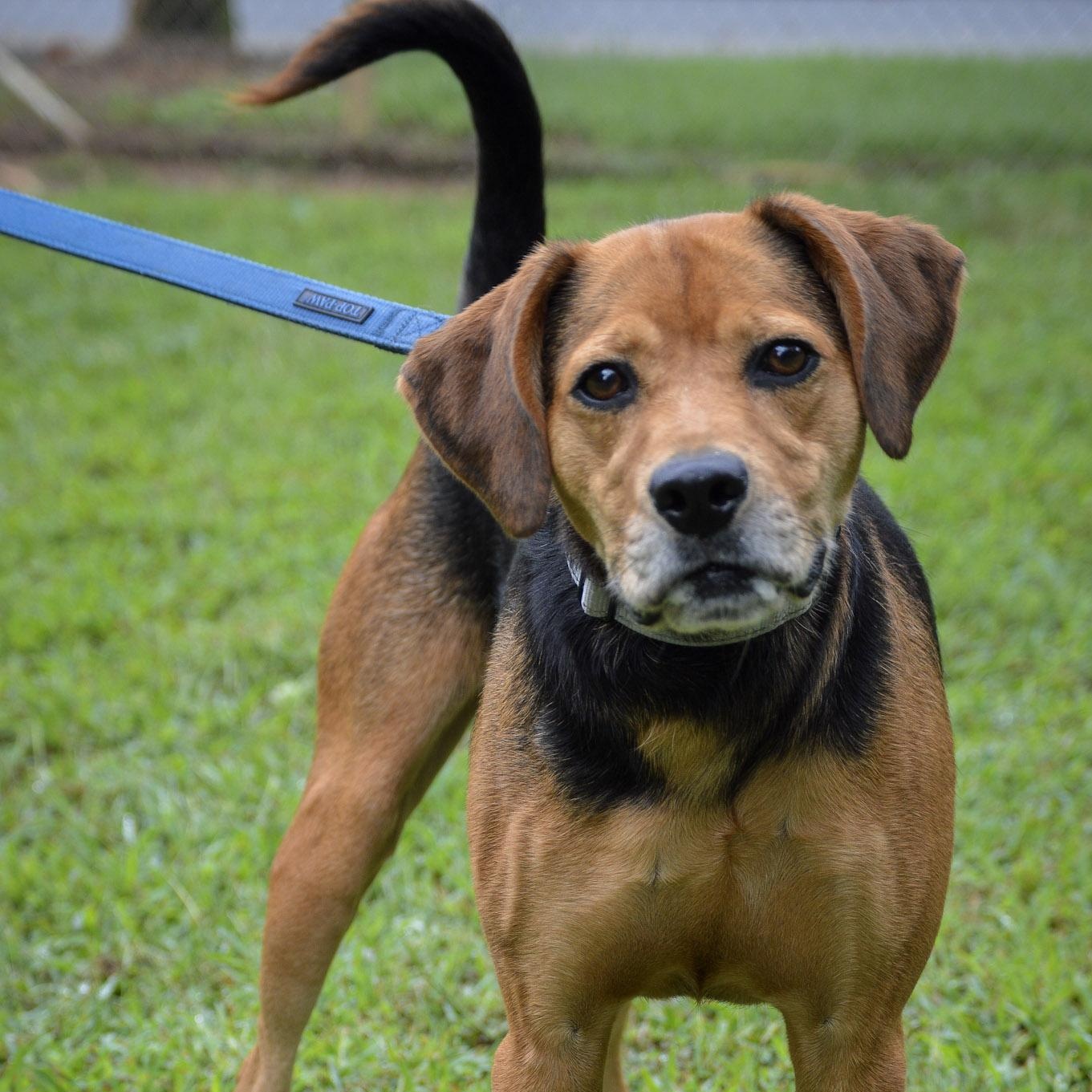 Enlarge Remi, a Adoptable mixed breed in Orange, VA image 3/6