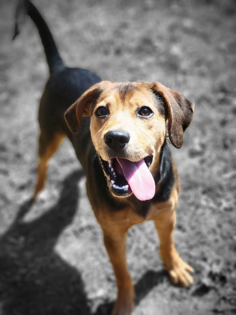 Remi, an adoptable mixed breed in Orange, VA image 5/5