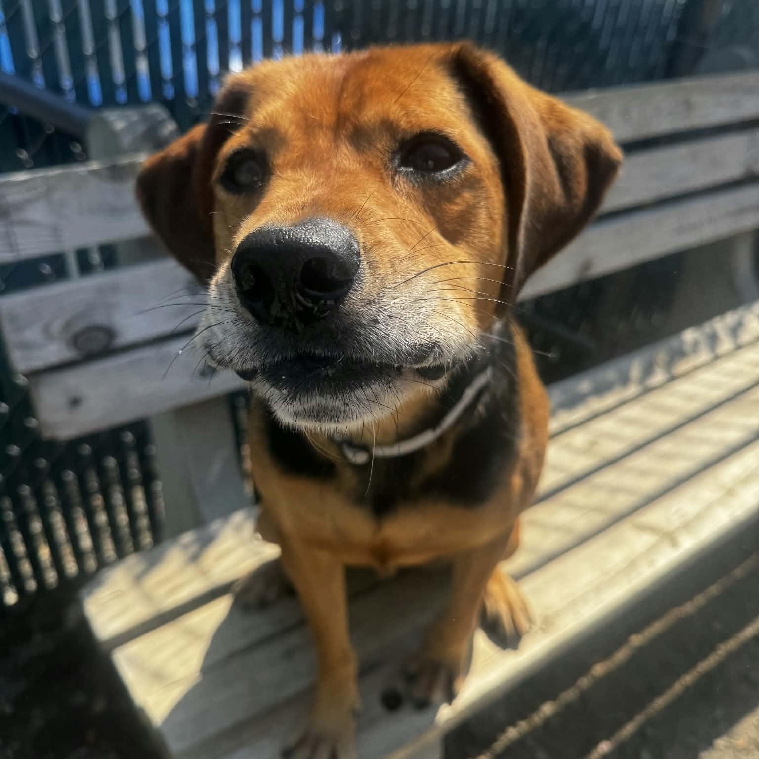 Enlarge Remi, a Adoptable mixed breed in Orange, VA image 6/6