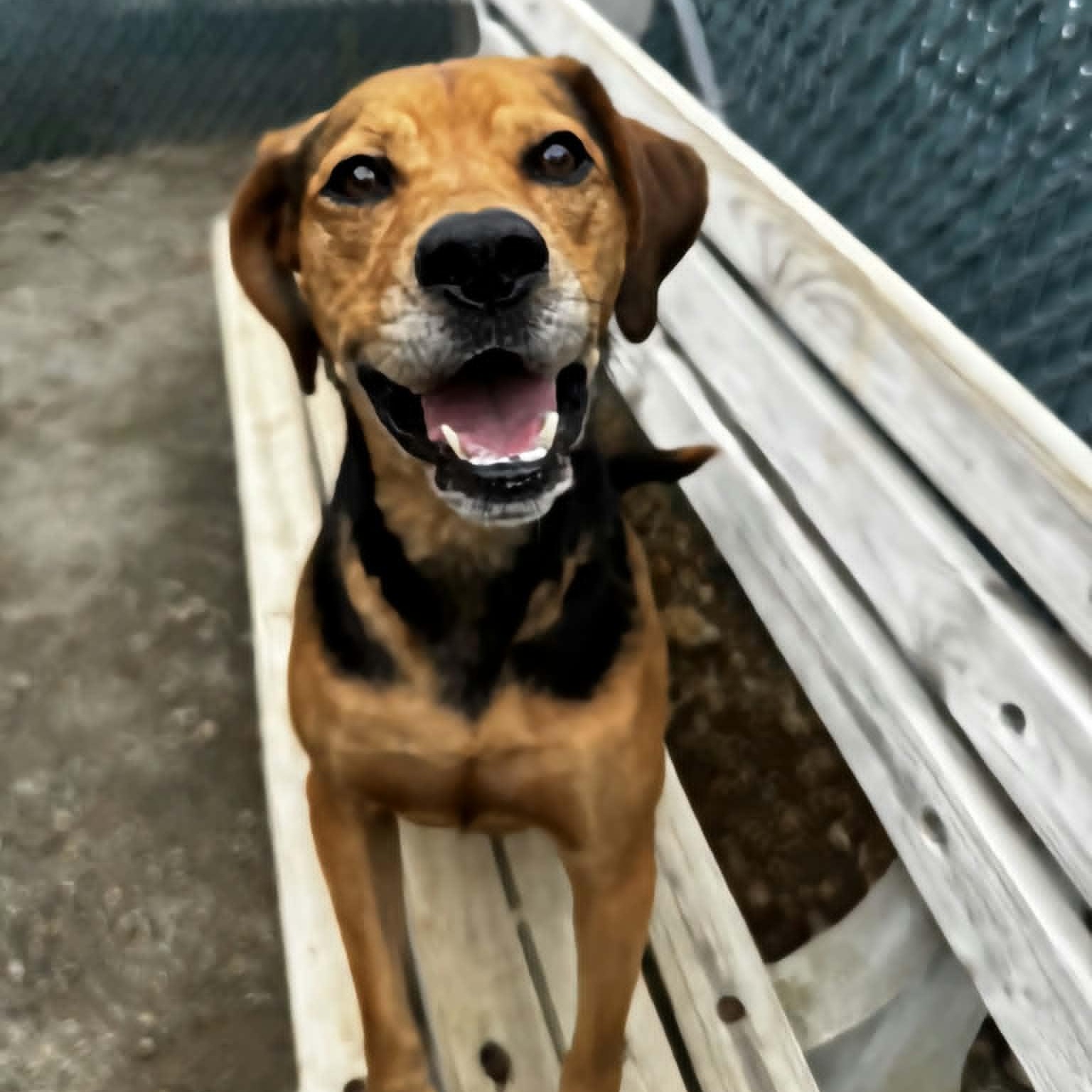 Remi, an adoptable mixed breed in Orange, VA image 3/5