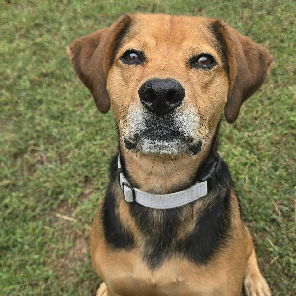 Remi, Adoptable, Adult Male Mountain Cur.