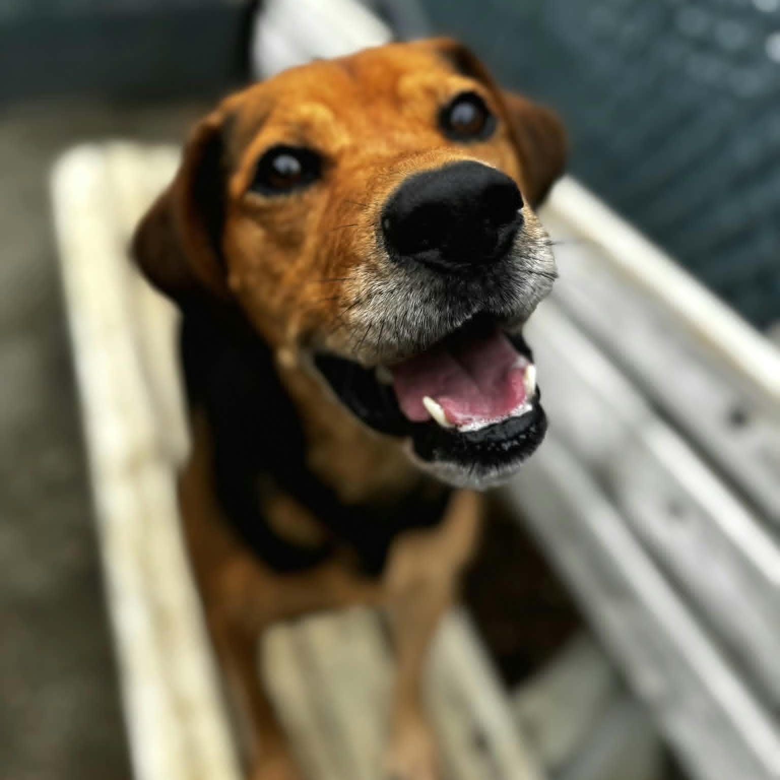 Remi, an adoptable mixed breed in Orange, VA image 2/5