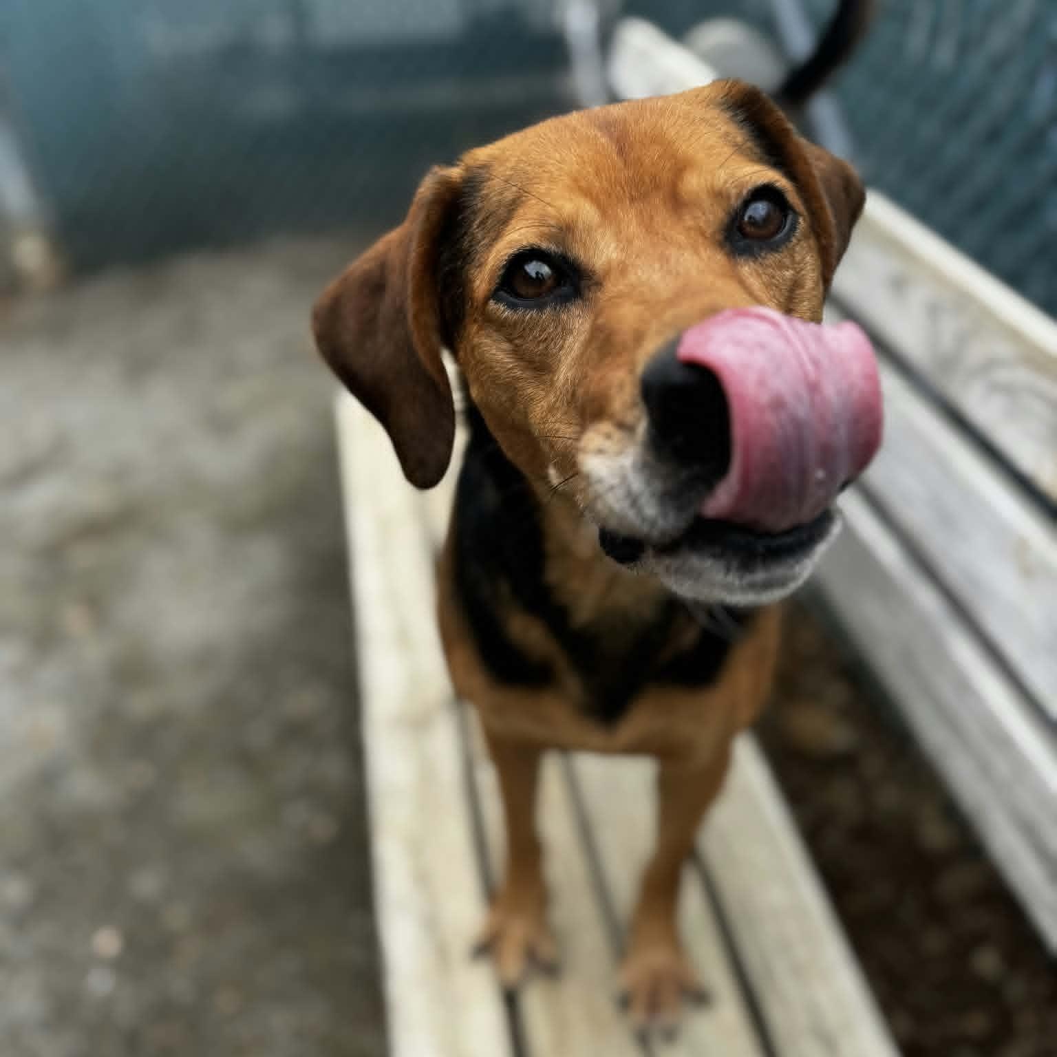 Remi, an adoptable mixed breed in Orange, VA image 4/5