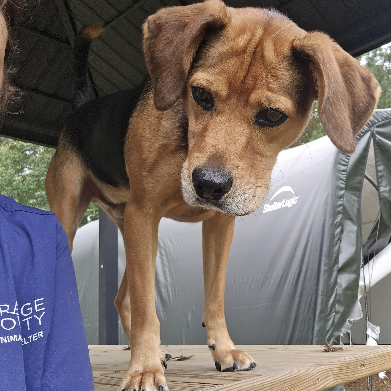 Enlarge Remi, a Adoptable mixed breed in Orange, VA image 2/6
