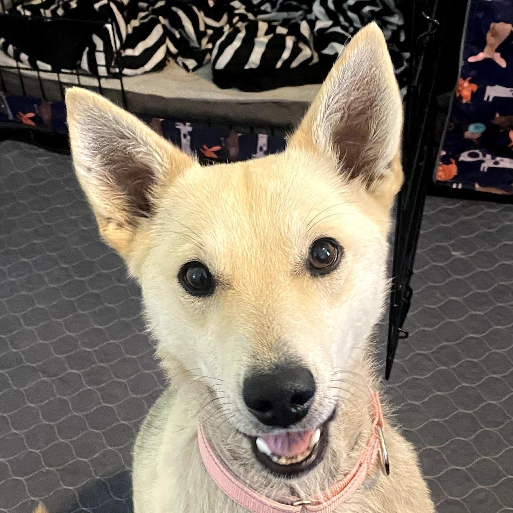 Yoda, Adoptable, Young Female Mixed Breed.