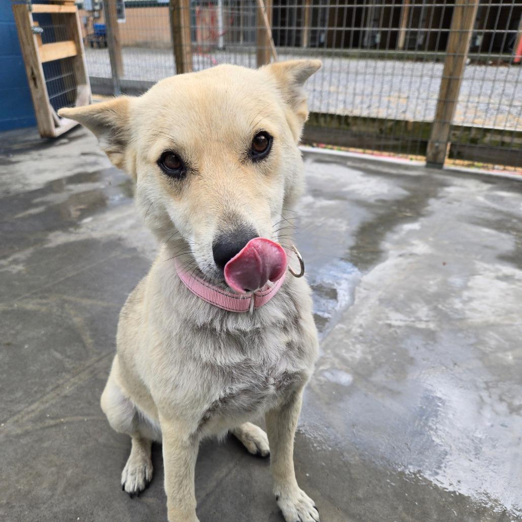 Enlarge Yoda, a Adoptable Mixed Breed in Newport, TN image 2/6