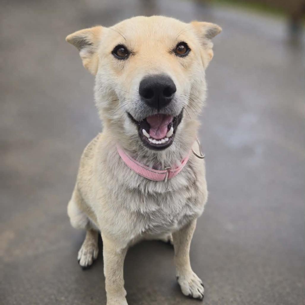 Enlarge Yoda, a Adoptable Mixed Breed in Newport, TN image 3/6