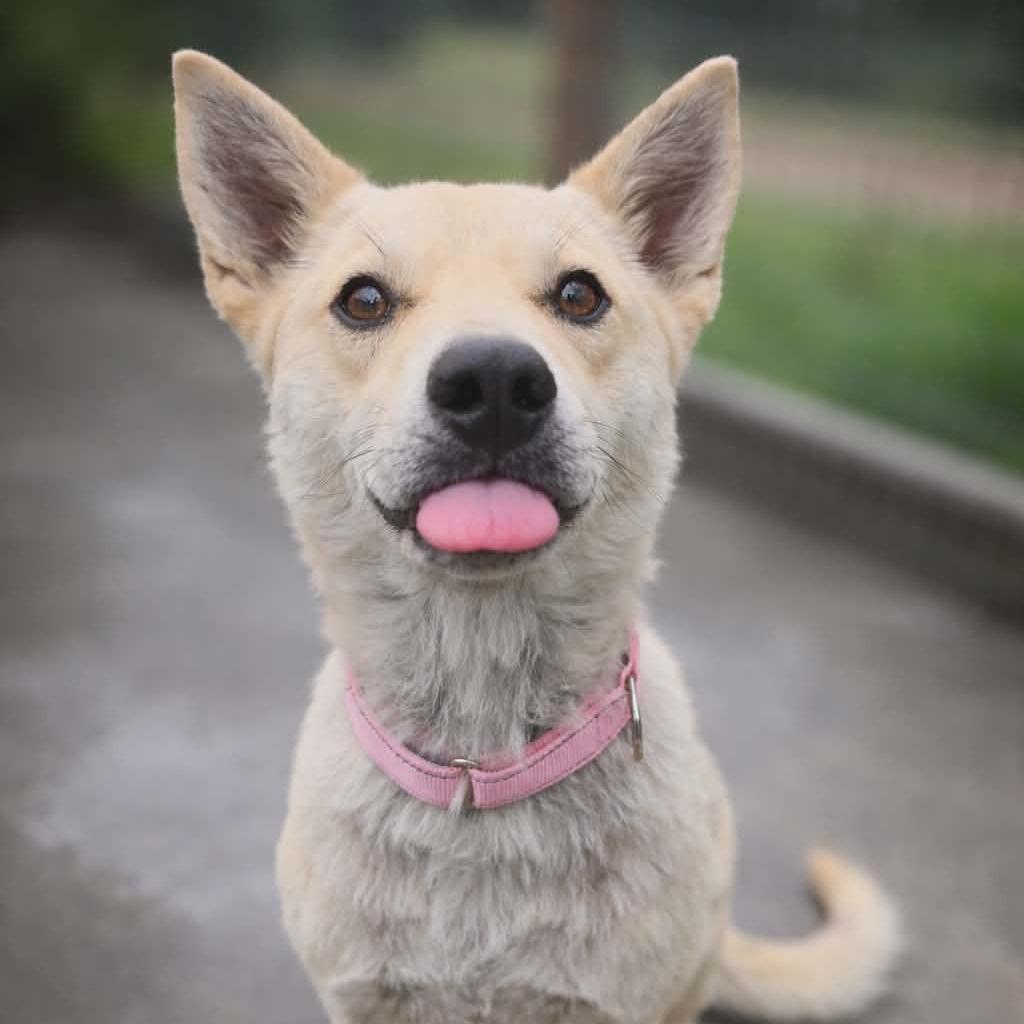 Enlarge Yoda, a Adoptable Mixed Breed in Newport, TN image 4/6