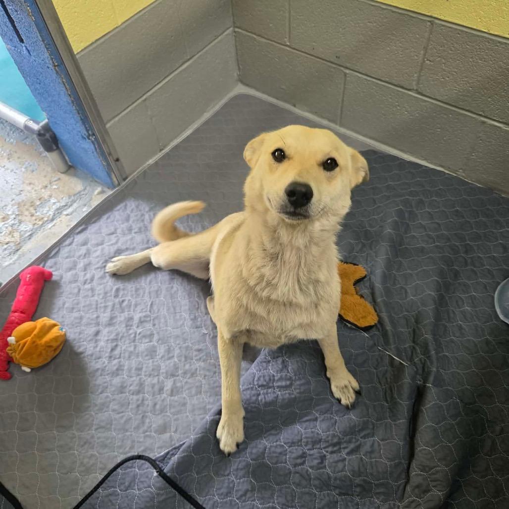 Enlarge Yoda, a Adoptable Mixed Breed in Newport, TN image 5/6