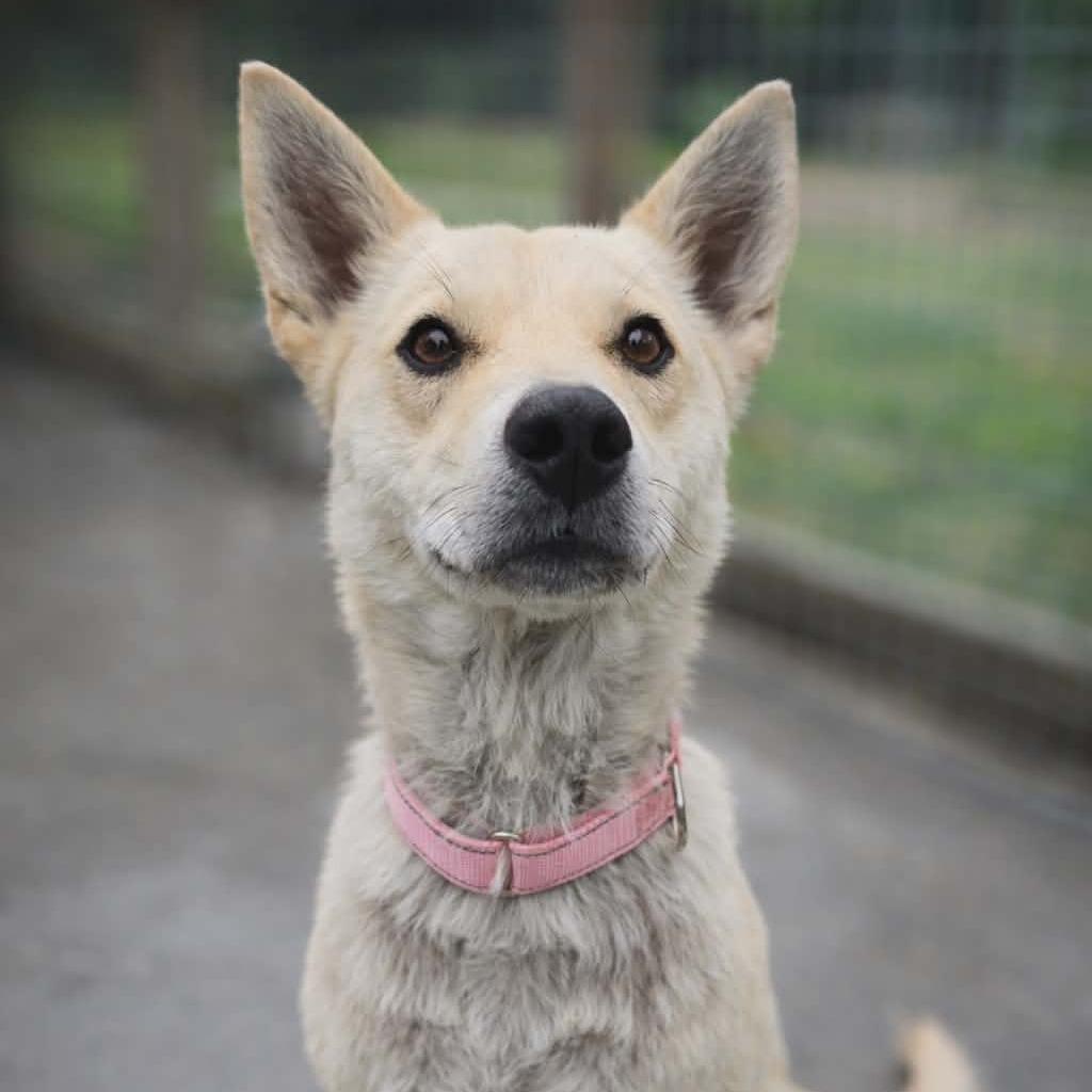 Enlarge Yoda, a Adoptable Mixed Breed in Newport, TN image 6/6