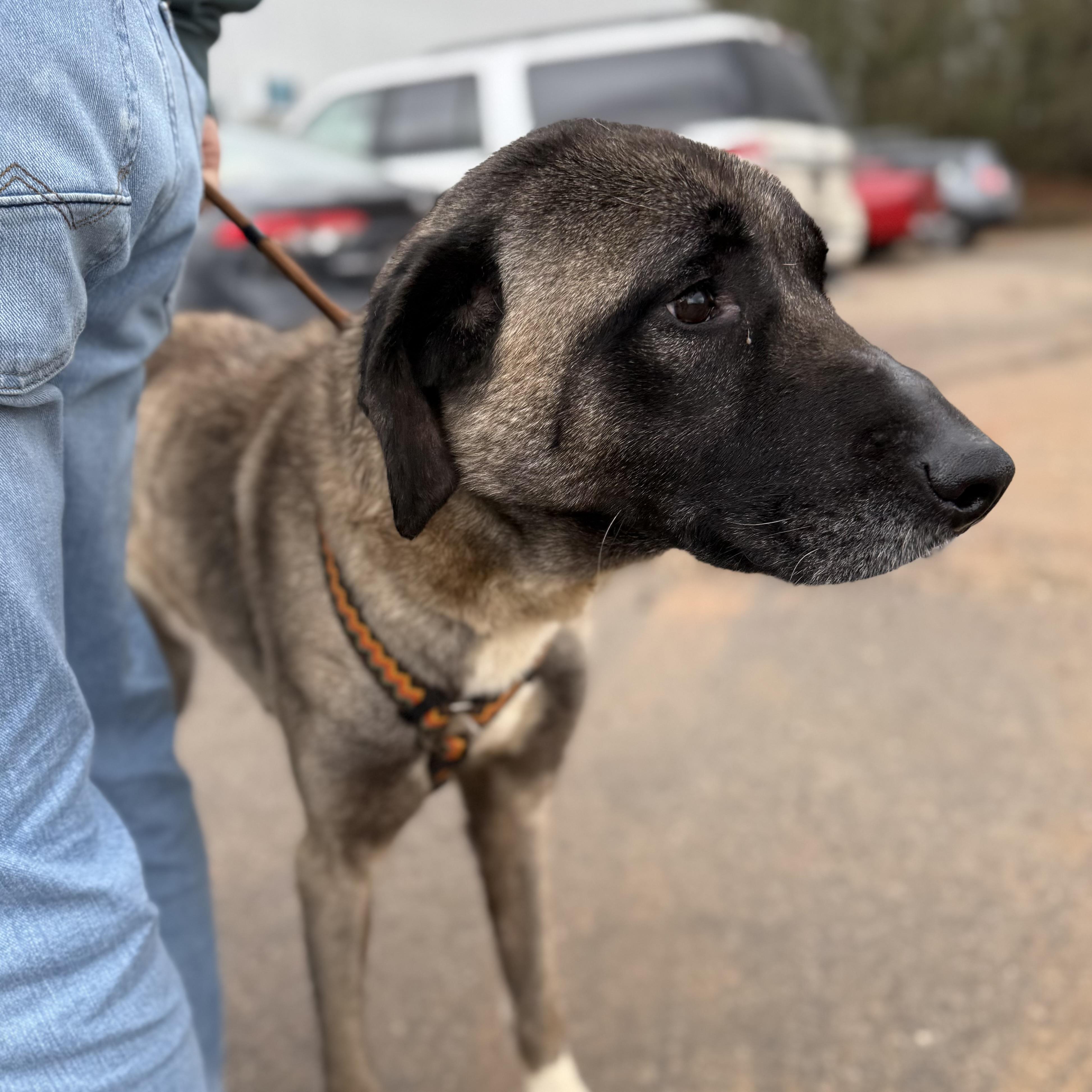 Evergreen — thumbnail 2