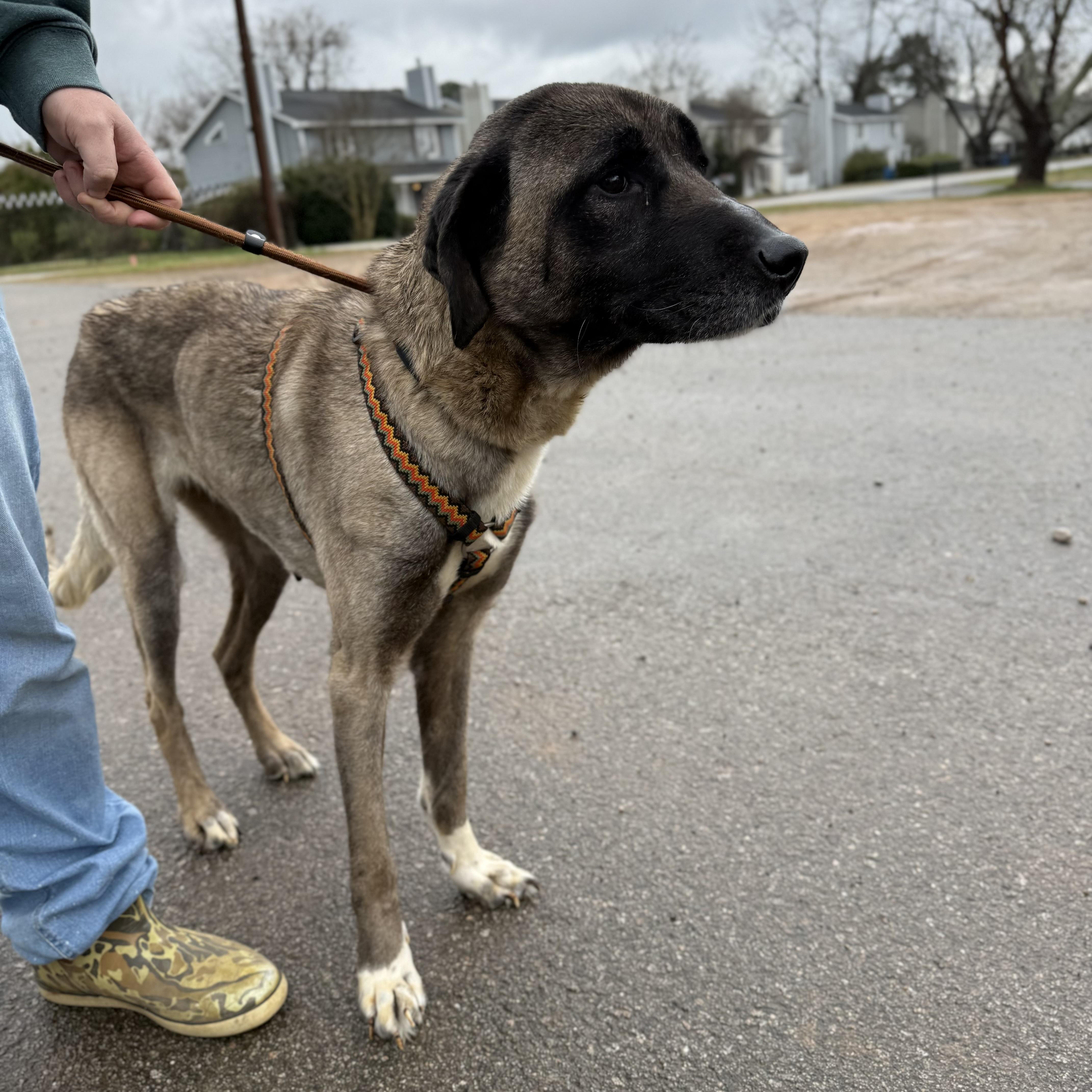 Evergreen — thumbnail 5