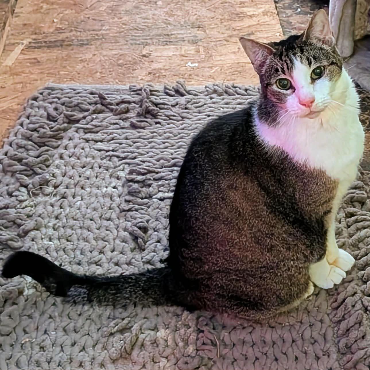 Enlarge TINKY, a ADOPTABLE Domestic Short Hair in ROWLETT, TX image 1/6