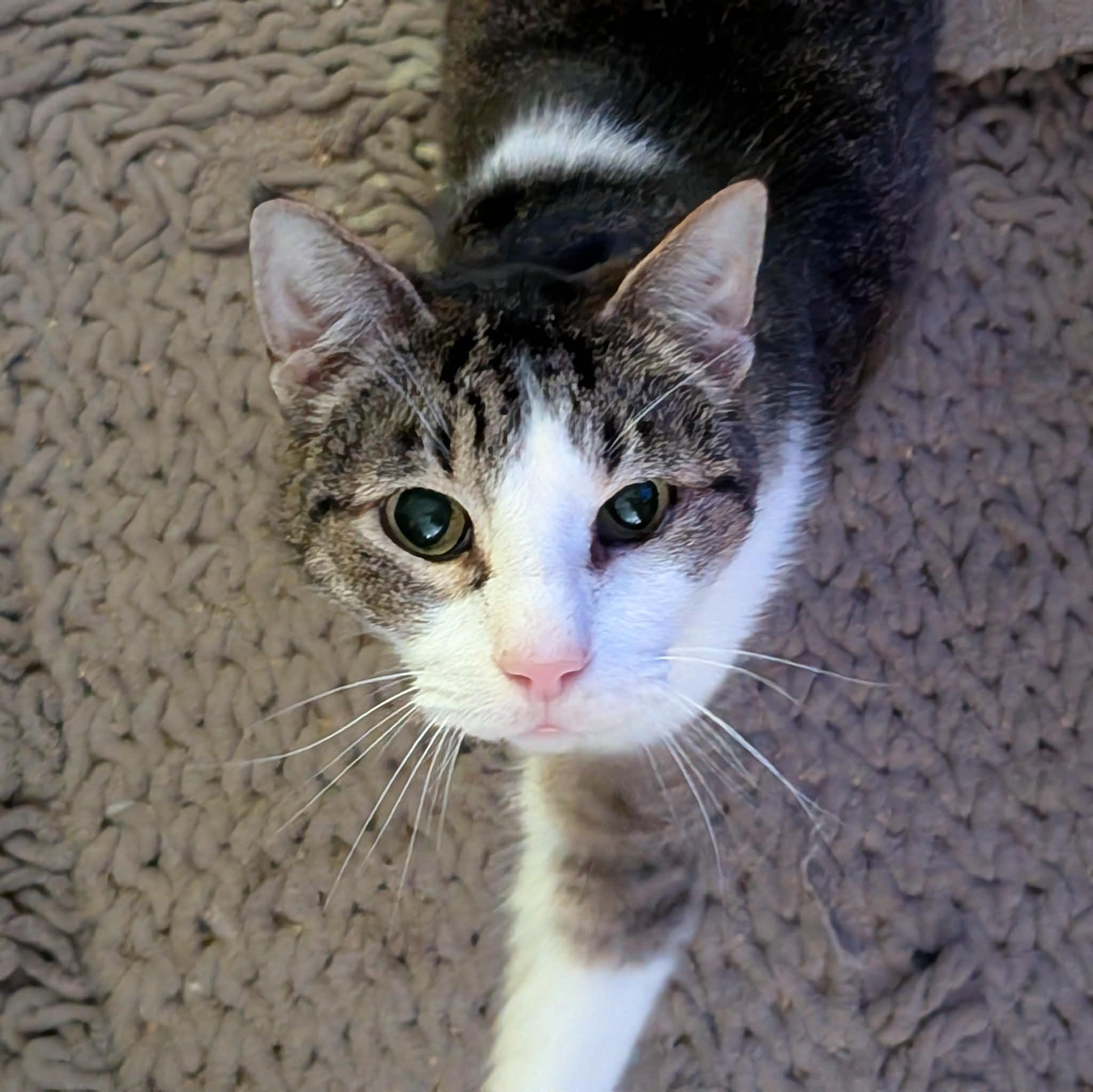 Enlarge TINKY, a ADOPTABLE Domestic Short Hair in ROWLETT, TX image 2/6
