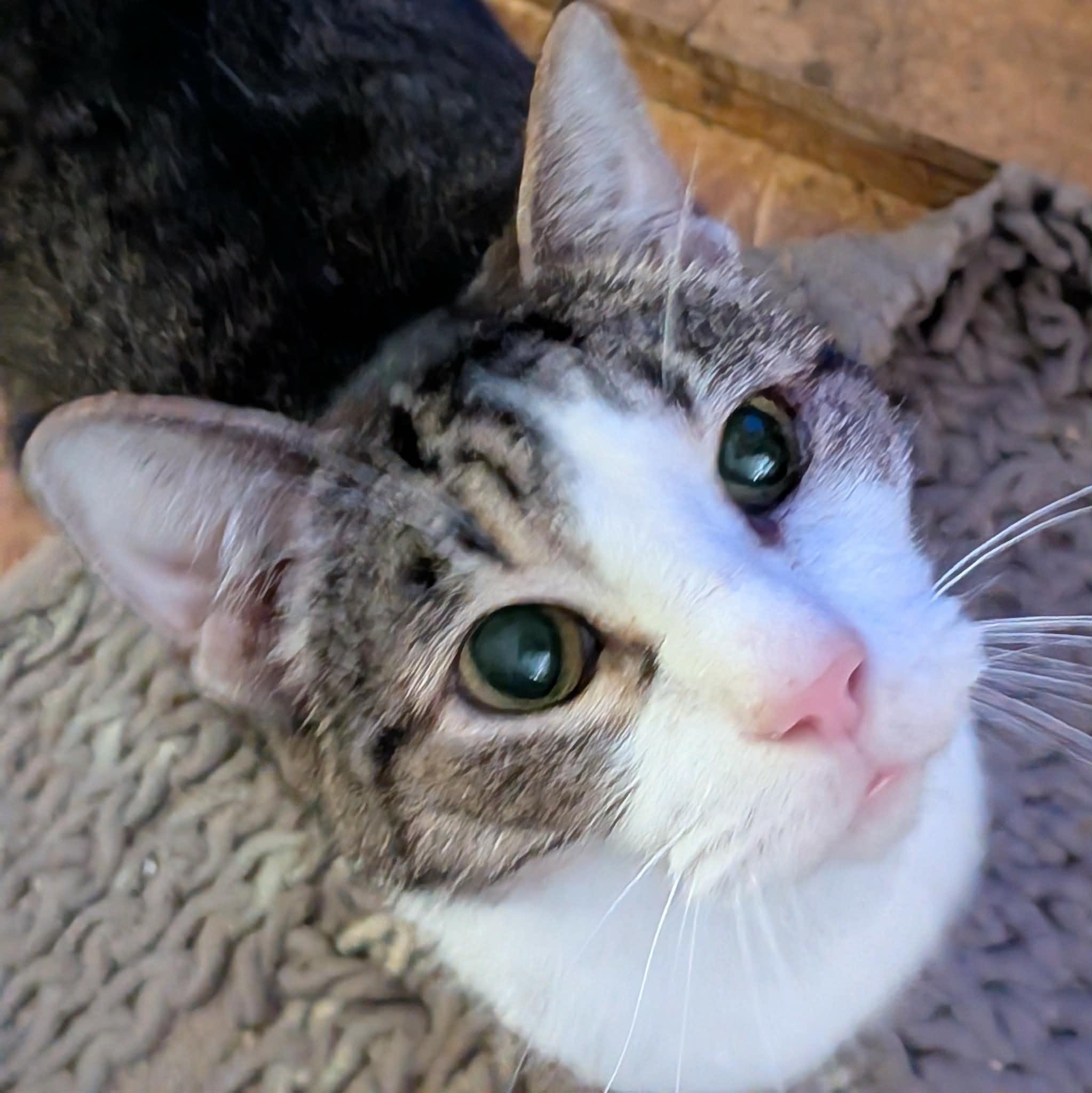 TINKY, ADOPTABLE, Adult Male Domestic Short Hair.