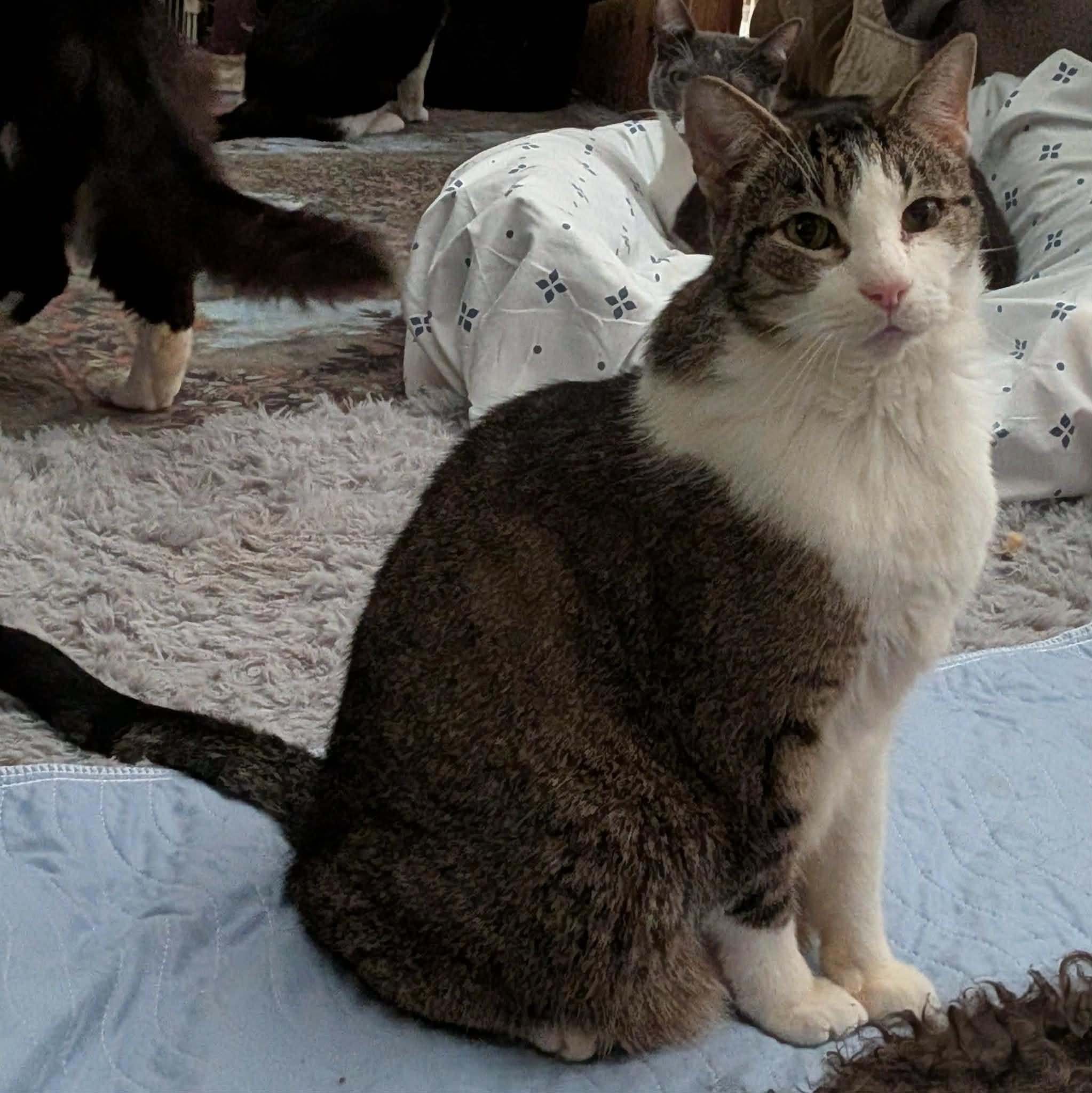 Enlarge TINKY, a ADOPTABLE Domestic Short Hair in ROWLETT, TX image 4/6