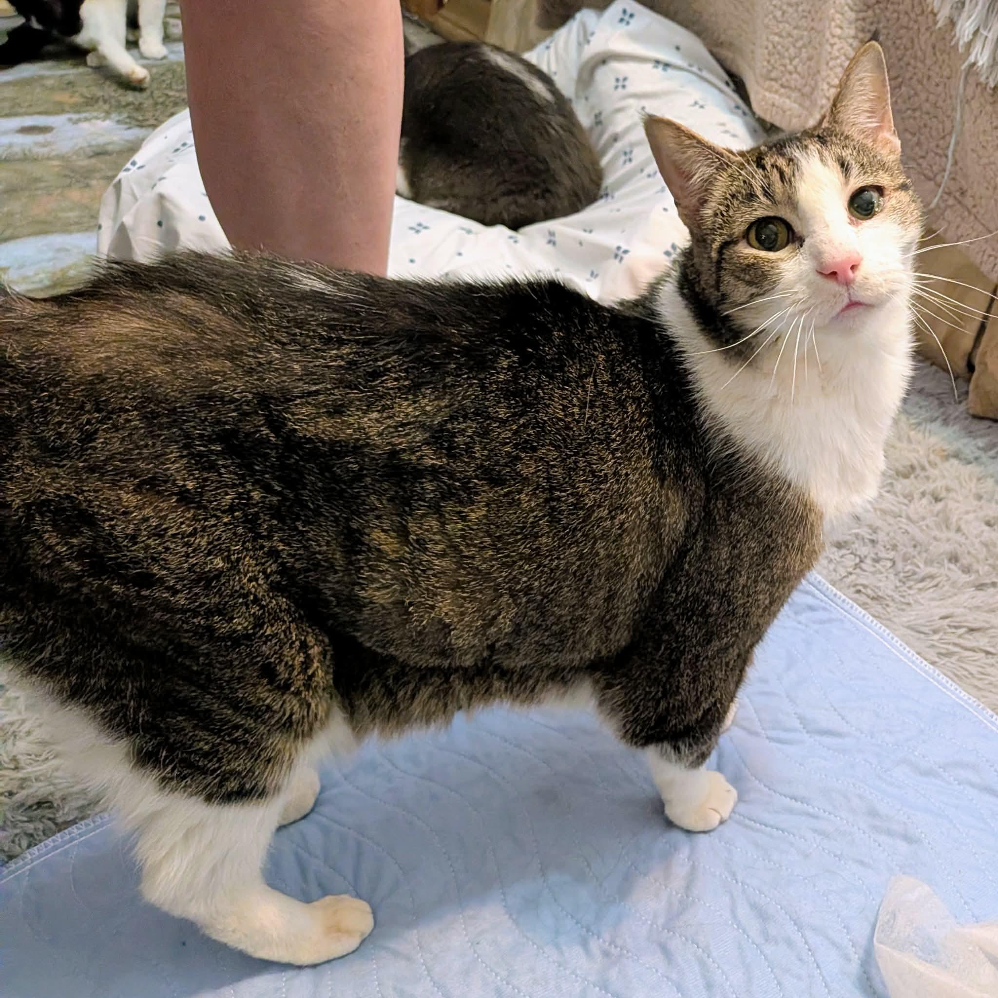 Enlarge TINKY, a ADOPTABLE Domestic Short Hair in ROWLETT, TX image 6/6