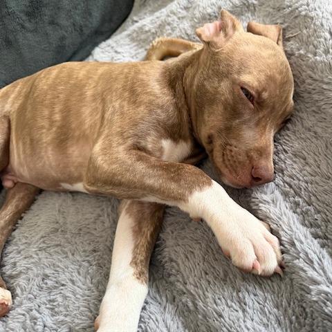 Miles, Adoptable, Puppy Male Mixed Breed.
