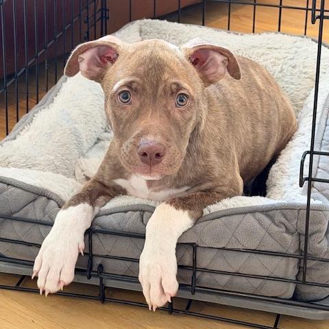 Enlarge Miles, a Adoptable Mixed Breed in Kansas City, MO image 5/6