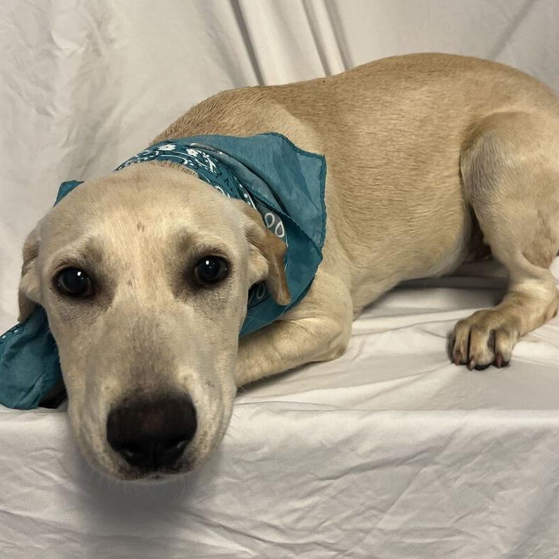 Flora, Adoptable, Puppy Female Mixed Breed.