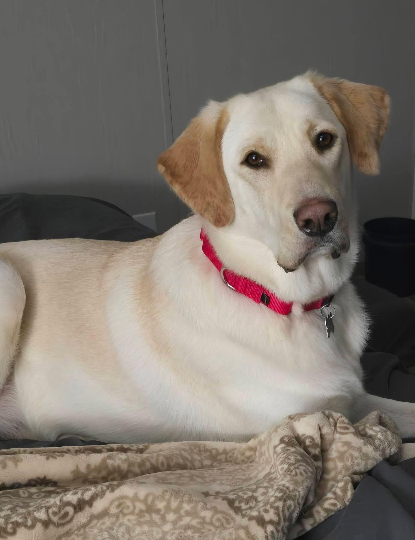 Nami, ADOPTABLE, Adult Female Labrador Retriever.
