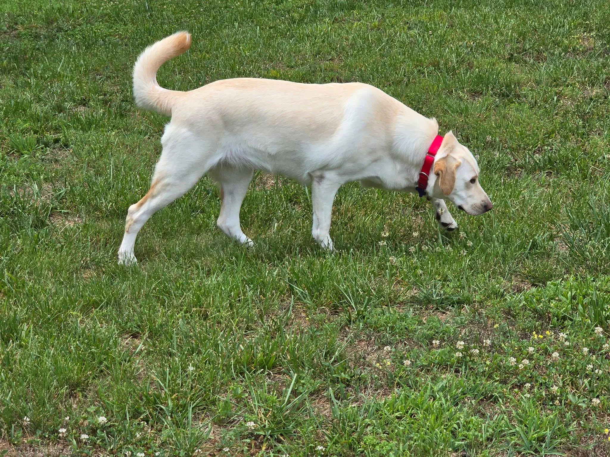 Nami, a ADOPTABLE mixed breed in Elkton, MD image 3/4