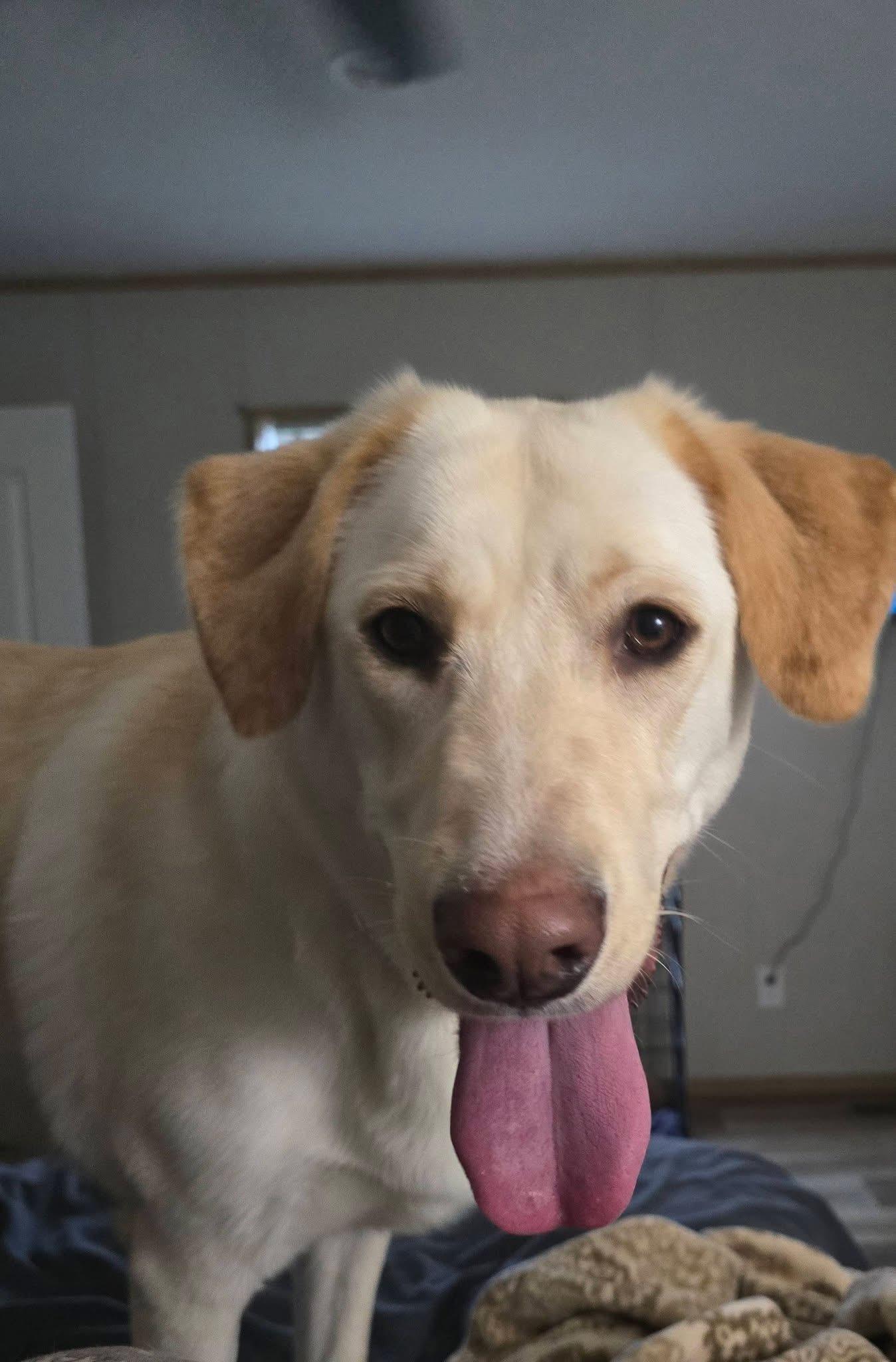 Nami, a ADOPTABLE mixed breed in Elkton, MD image 2/4