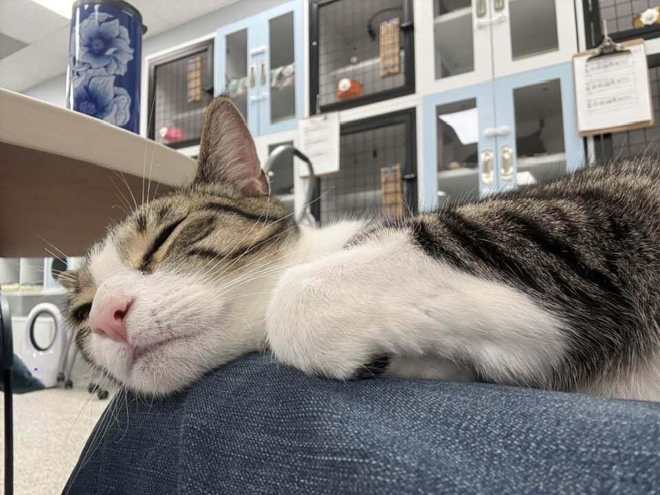 Twizzle, Adoptable, Young Male Domestic Short Hair & Tabby.