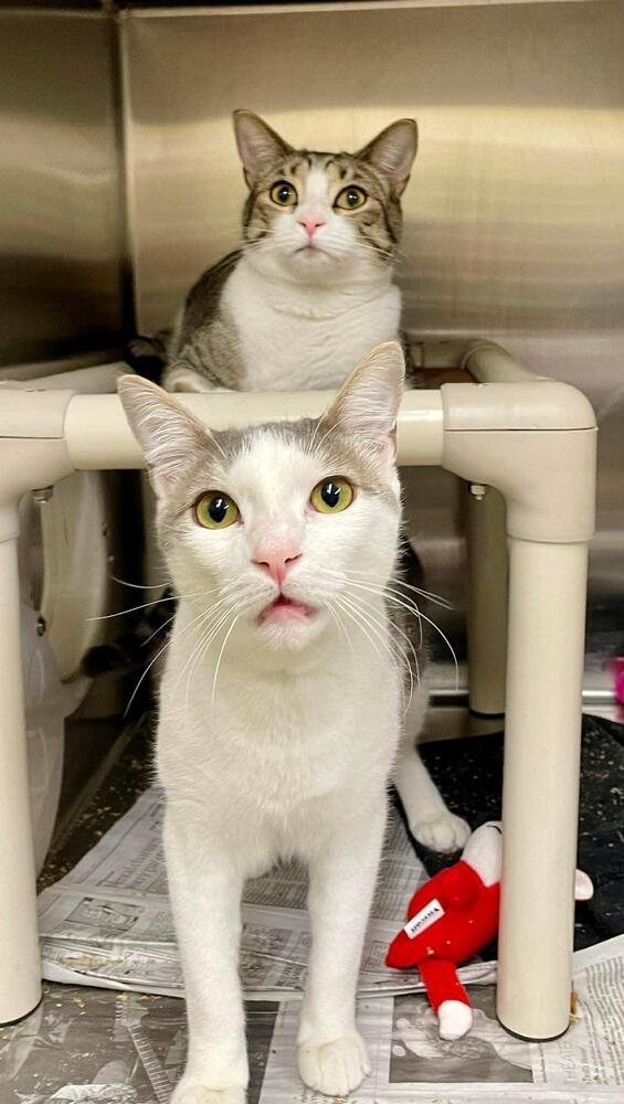 Enlarge Twizzle, a Adoptable mixed breed in Plymouth, MN image 1/6