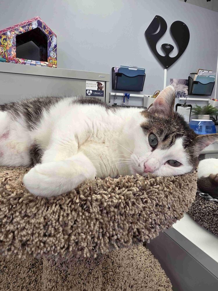 Enlarge Twizzle, a Adoptable mixed breed in Plymouth, MN image 2/6