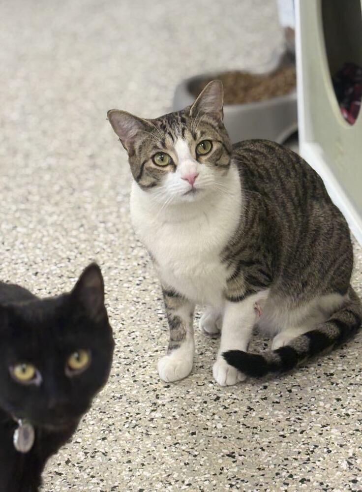 Enlarge Twizzle, a Adoptable mixed breed in Plymouth, MN image 3/6