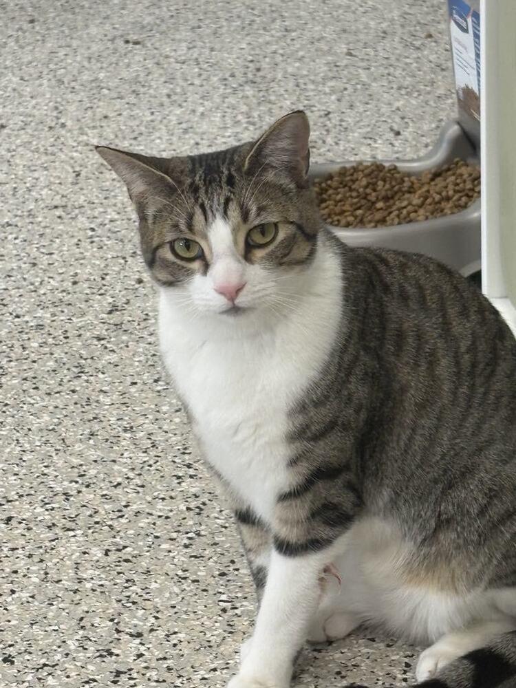 Enlarge Twizzle, a Adoptable mixed breed in Plymouth, MN image 4/6