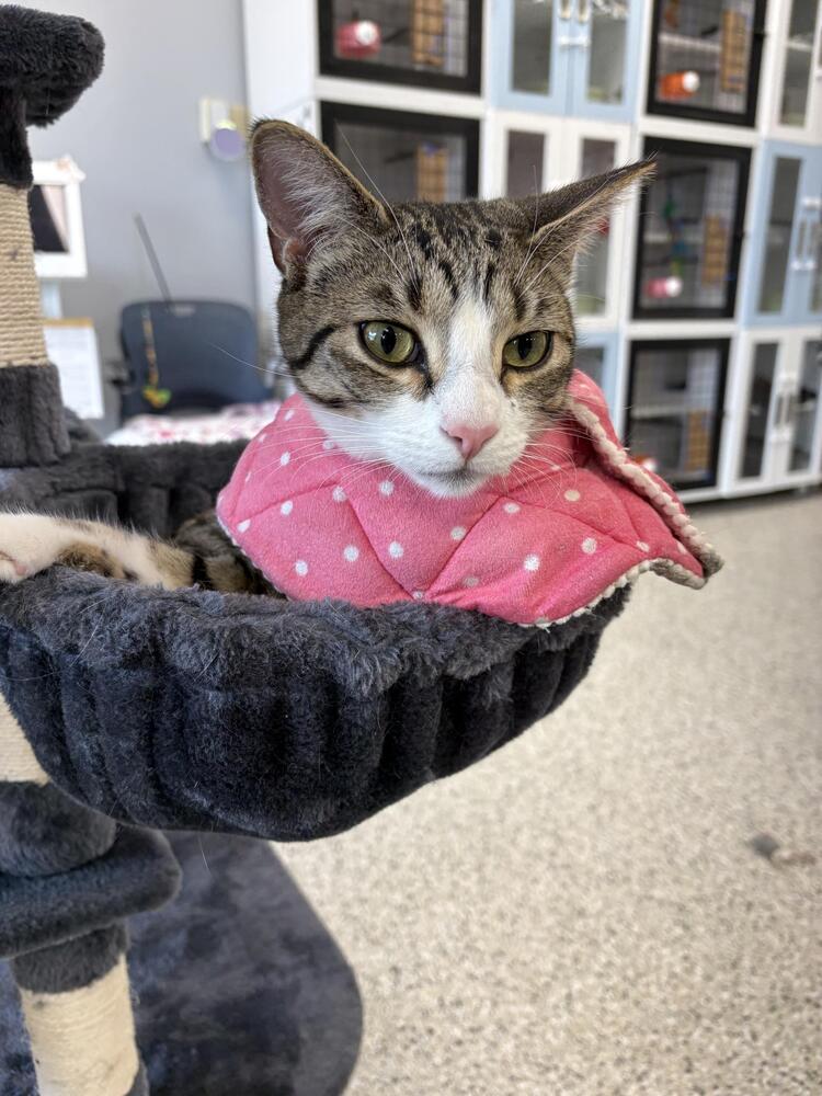 Enlarge Twizzle, a Adoptable mixed breed in Plymouth, MN image 6/6