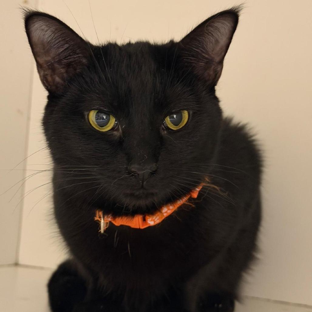 General, Adoptable, Young Female American Shorthair.