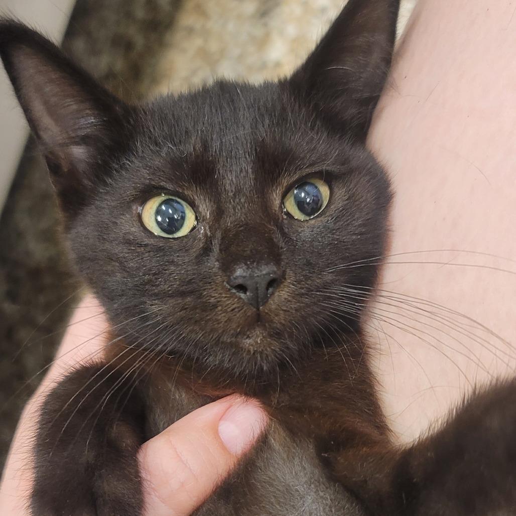 General, Adoptable, Young Female American Shorthair.