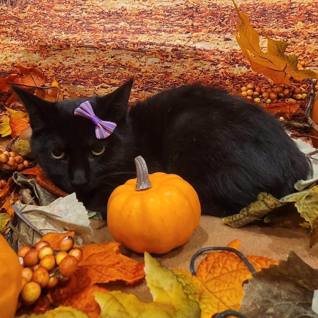 General, a Adoptable American Shorthair in Tipton, IN image 5/6