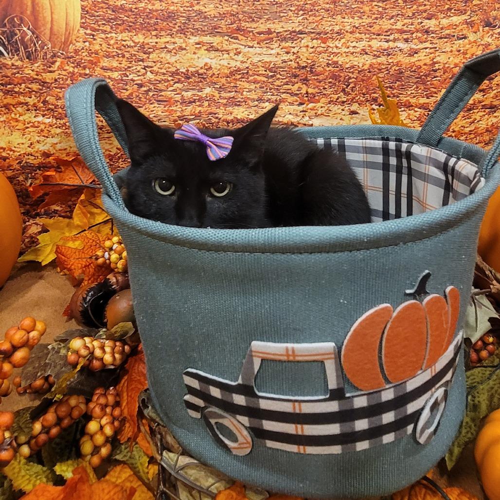 General, a Adoptable American Shorthair in Tipton, IN image 5/6