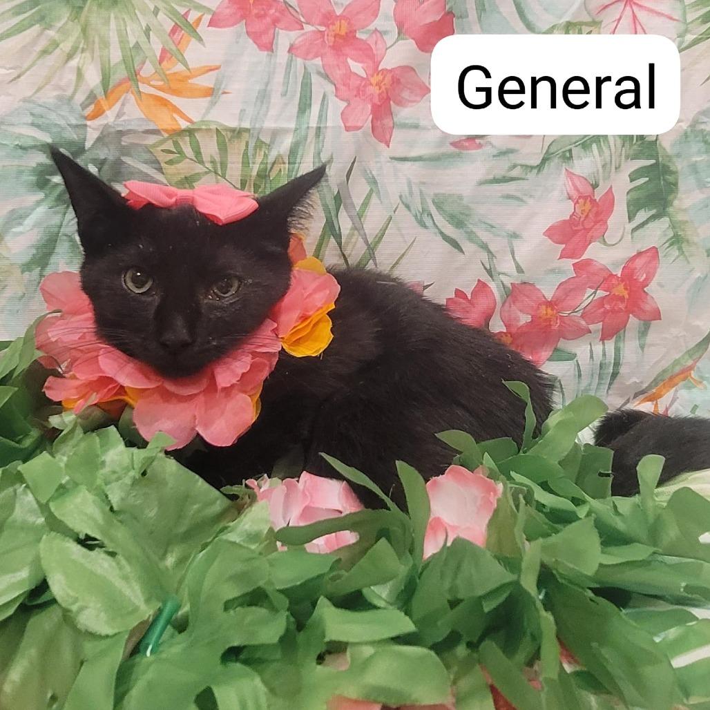 General, a Adoptable American Shorthair in Tipton, IN image 6/6