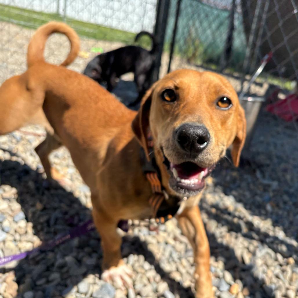 Virginia Slim, Adoptable, Adult Female Dachshund & Mixed Breed.