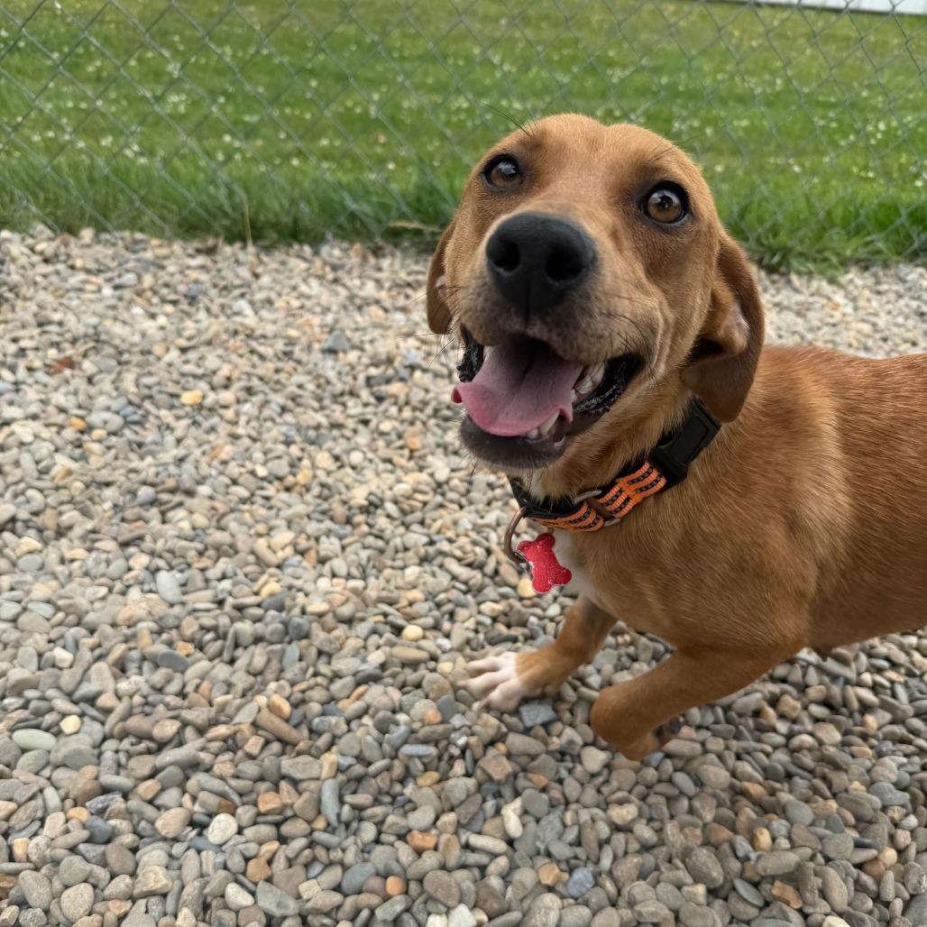 Virginia Slim, a Adoptable mixed breed in Waynesville, NC image 2/6