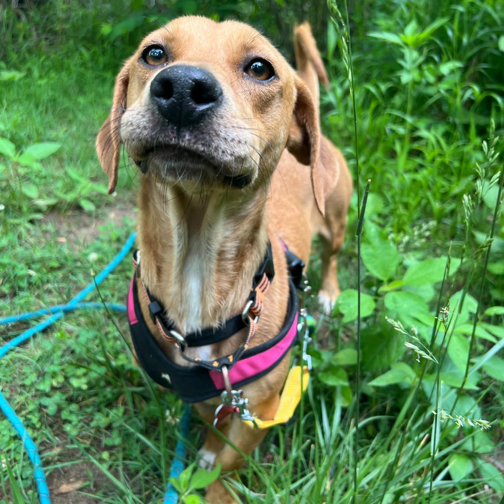 Virginia Slim, a Adoptable mixed breed in Waynesville, NC image 3/6