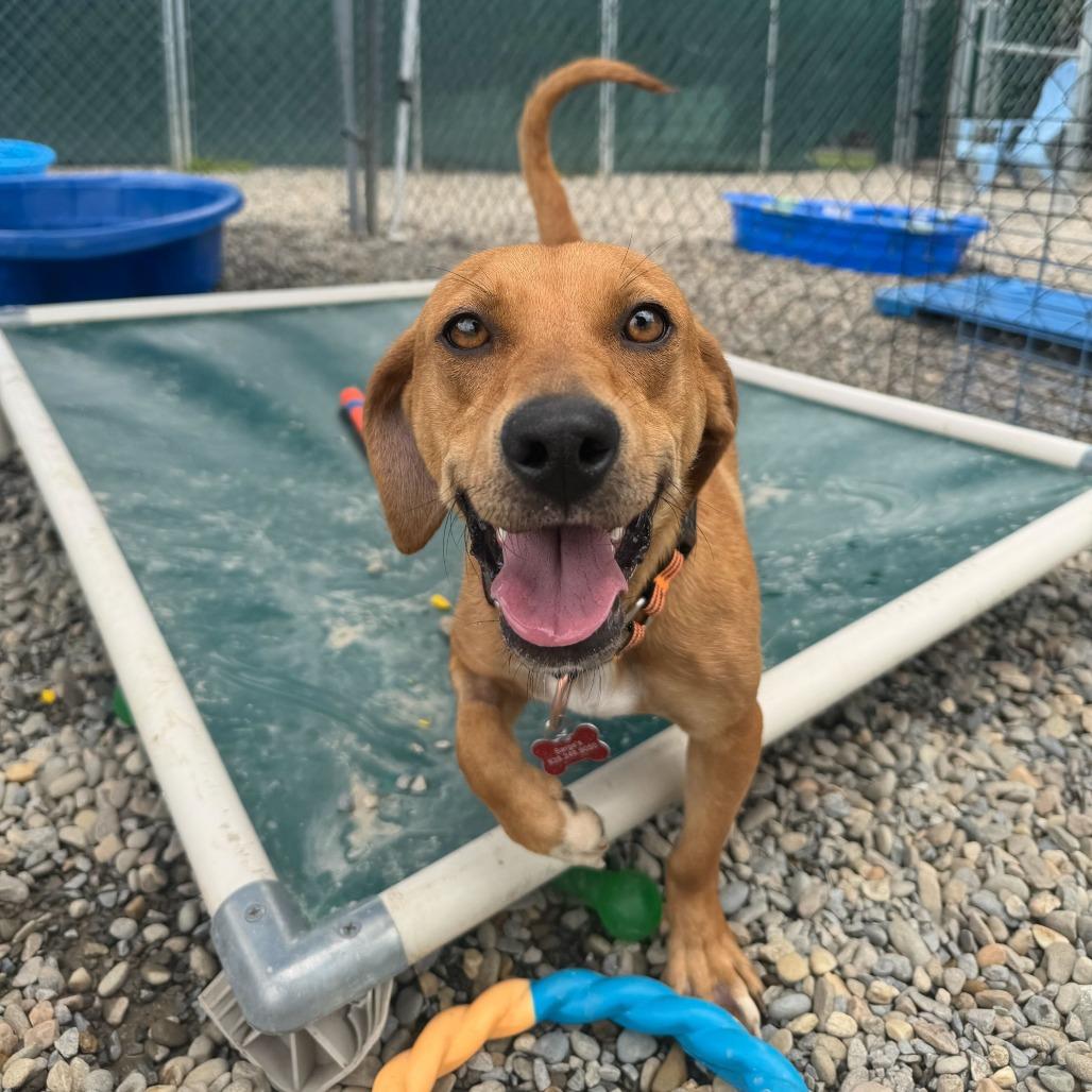 Virginia Slim, a Adoptable mixed breed in Waynesville, NC image 4/6