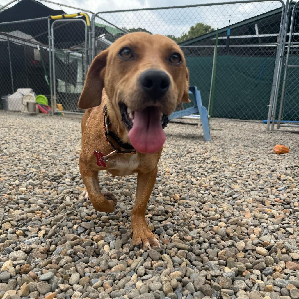 Virginia Slim, a Adoptable mixed breed in Waynesville, NC image 5/6