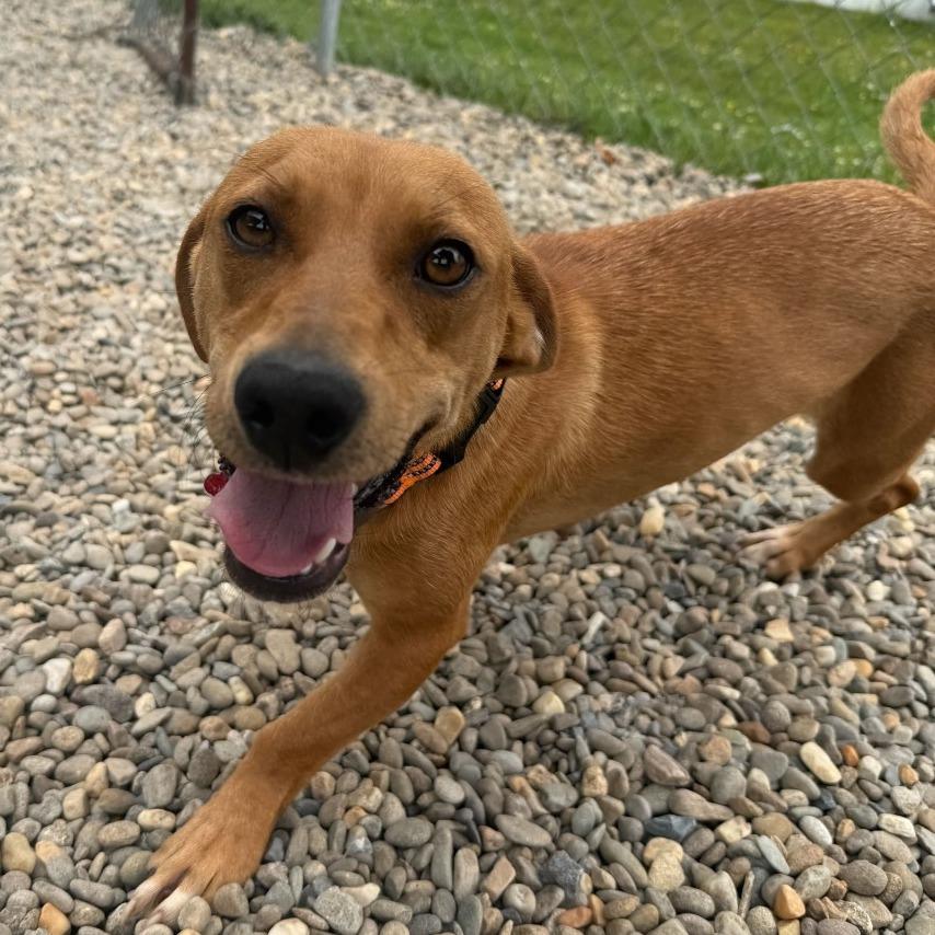 Virginia Slim, a Adoptable mixed breed in Waynesville, NC image 6/6