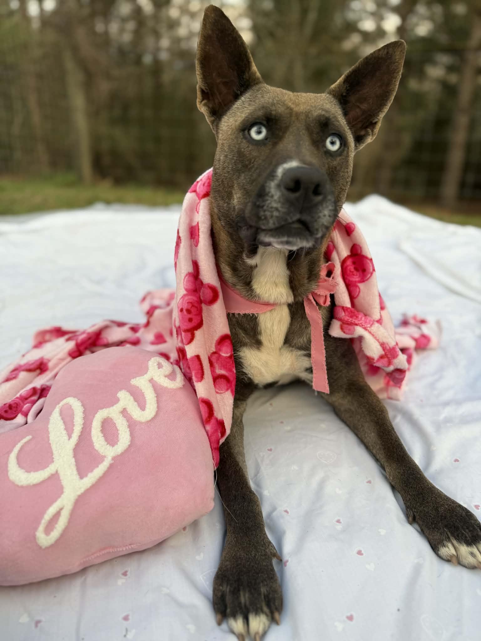 Crystal, a ADOPTABLE mixed breed in Opp, AL image 2/3