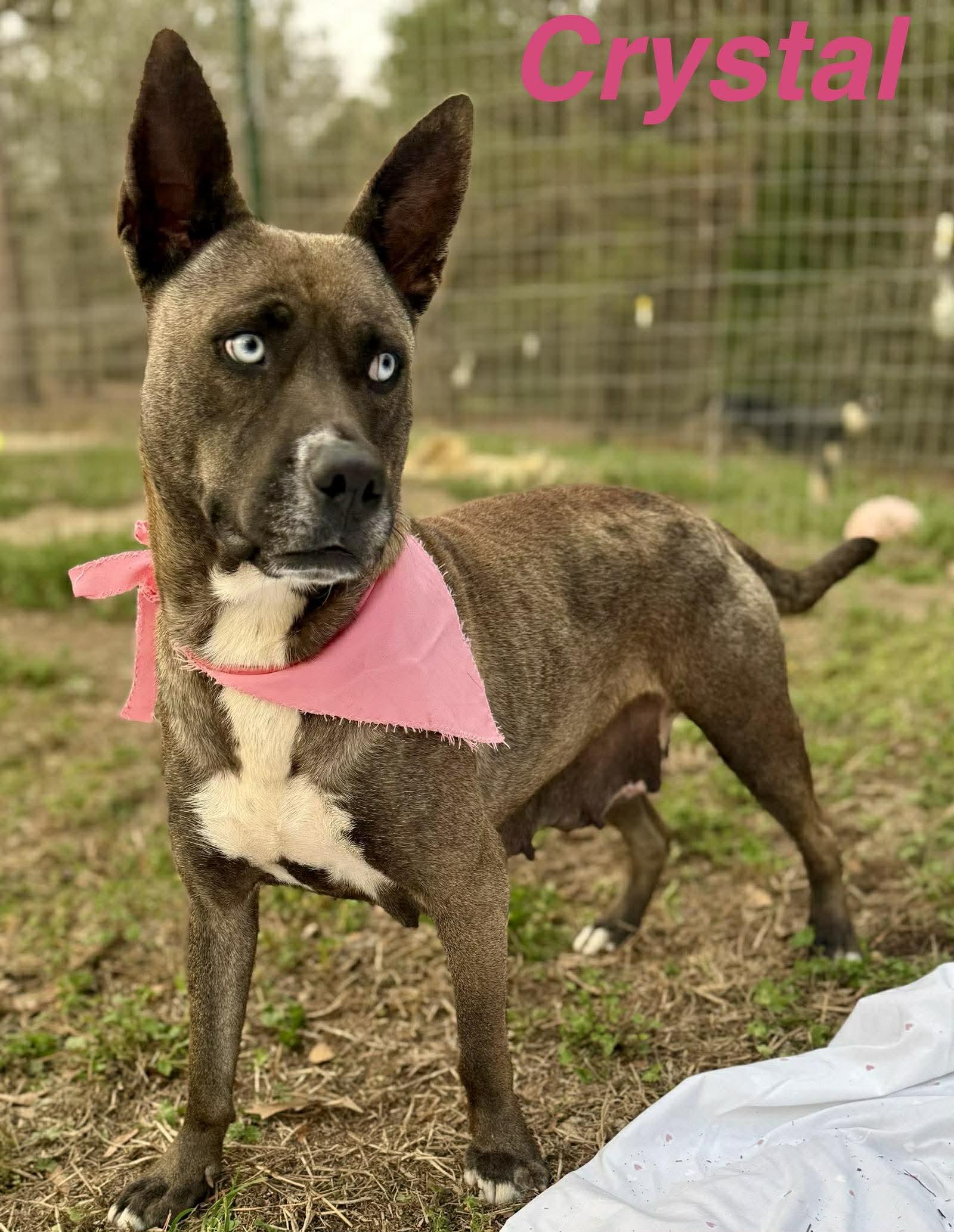 Crystal, a ADOPTABLE mixed breed in Opp, AL image 1/3