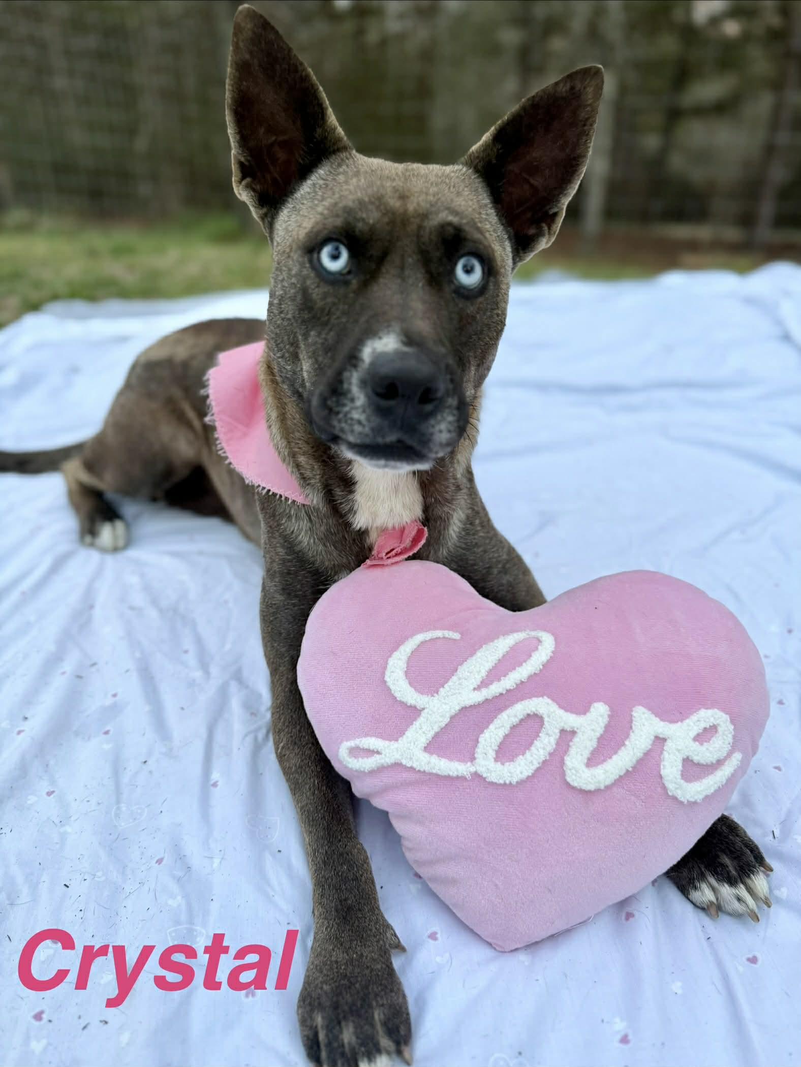Crystal, a ADOPTABLE mixed breed in Opp, AL image 3/3