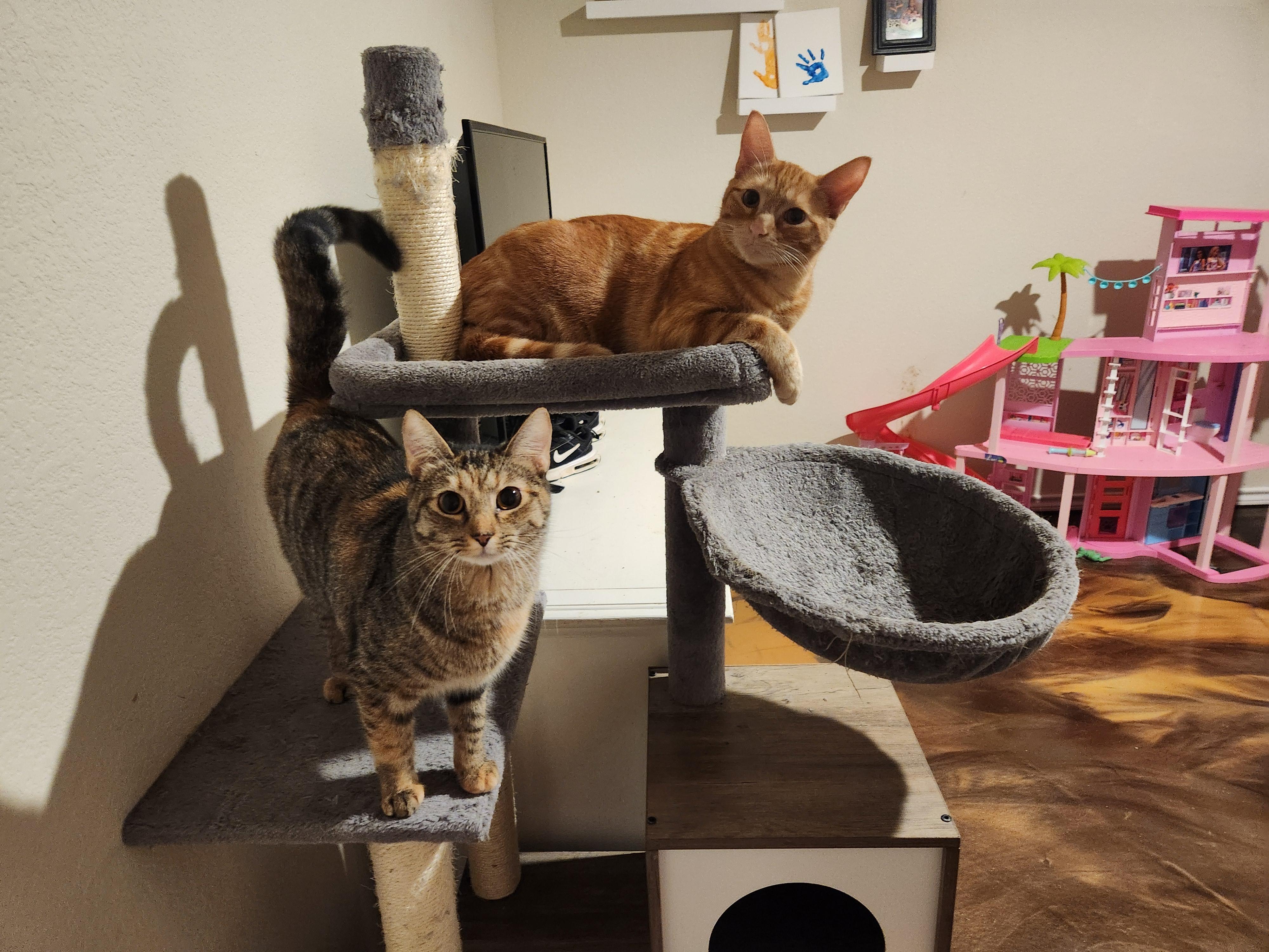 Tigger, Adoptable, Adult Male Domestic Short Hair.